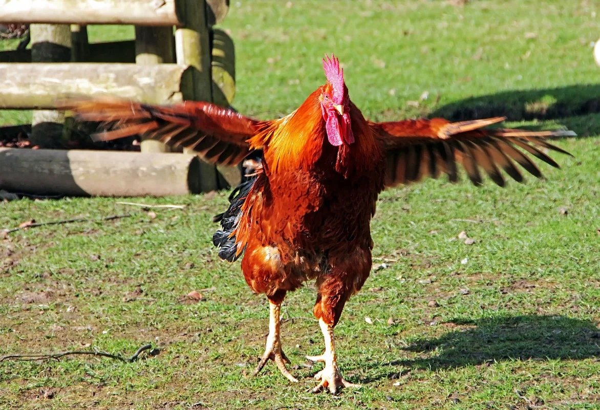 «Петушиные бои» Сальвдор