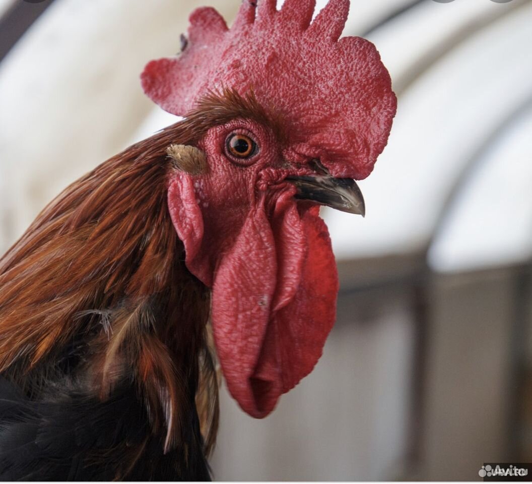 Петух дакан