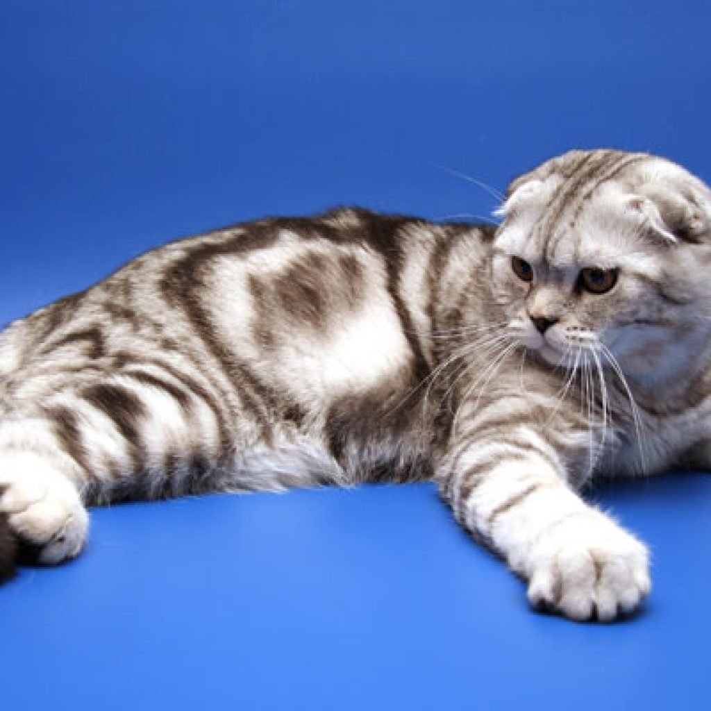 Скоттиш фолд голубой мрамор