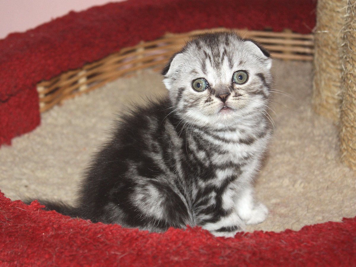 Порода скоттиш фолд