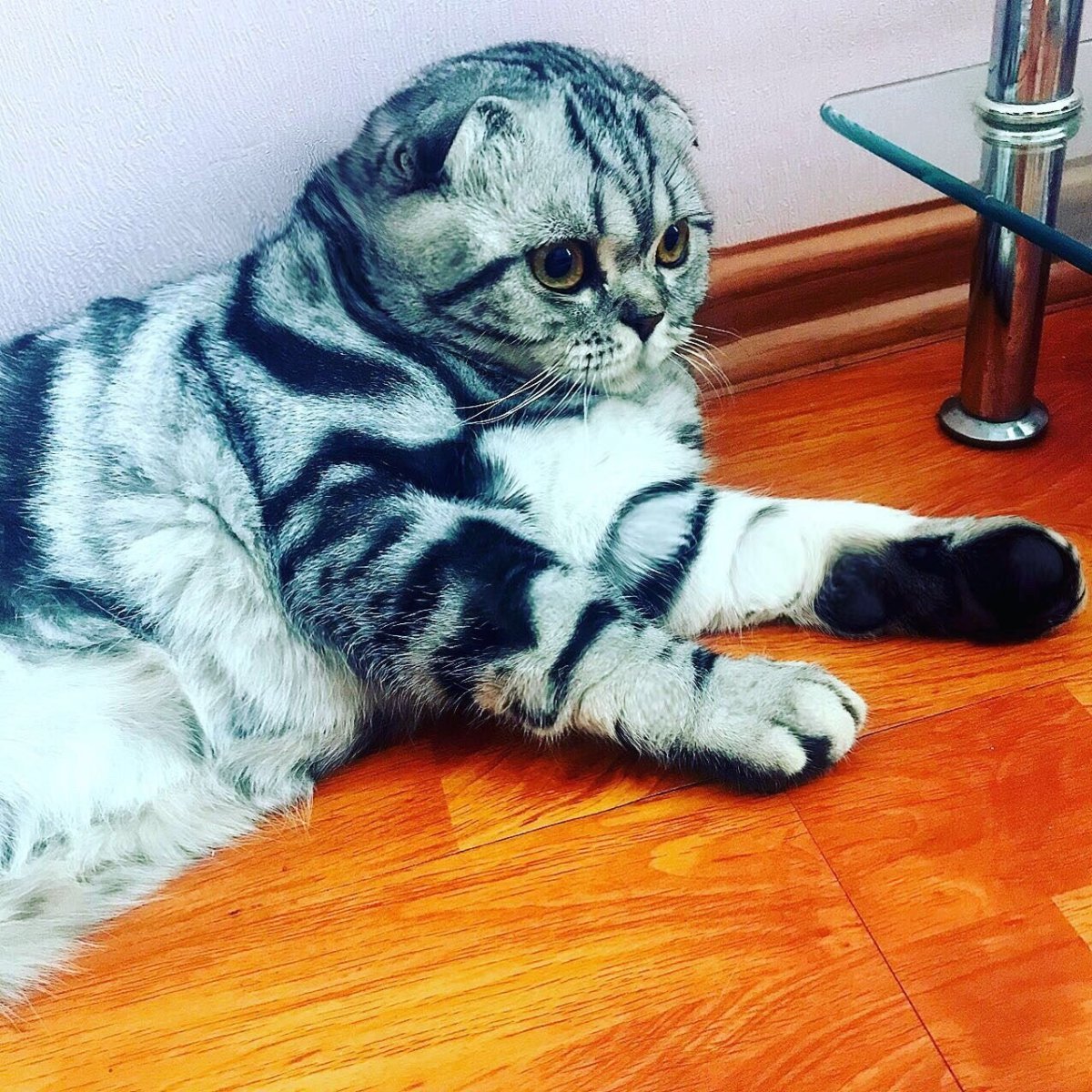 Шотландские вислоухие котята вискас