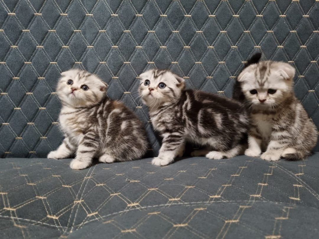 Британский вислоухий кот