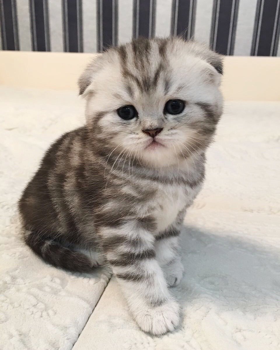 Мраморные котята шотландцы вислоухие