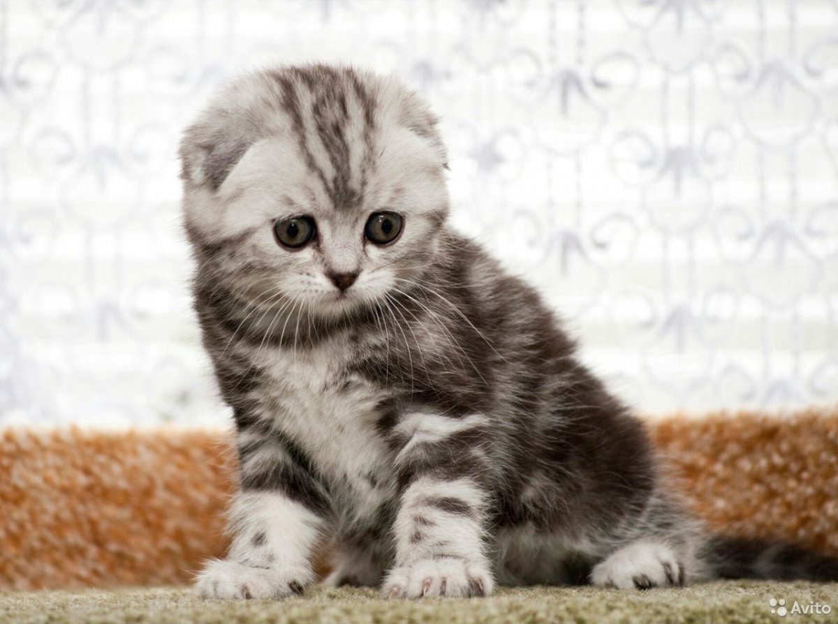 Британские вислоухие котята мраморные
