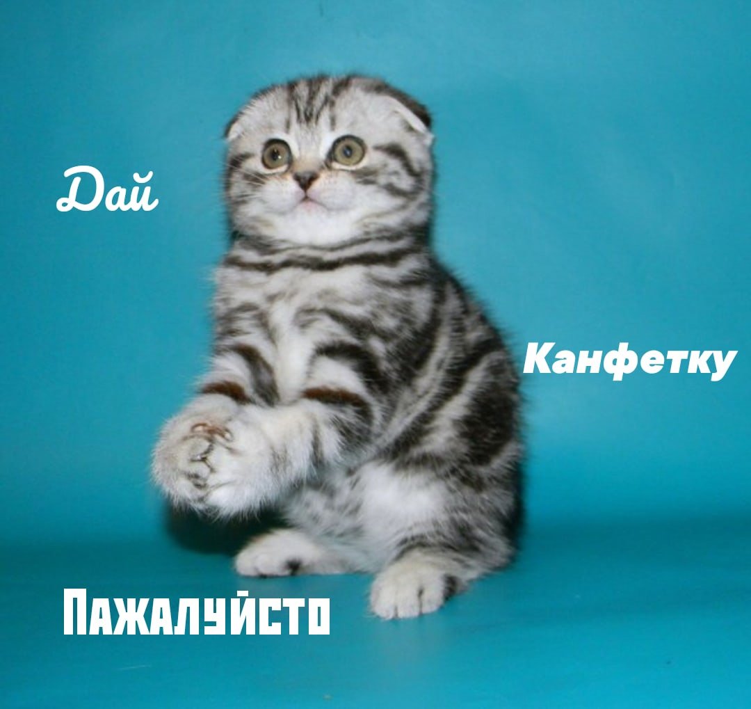 Белый полосатый вислоухий кот