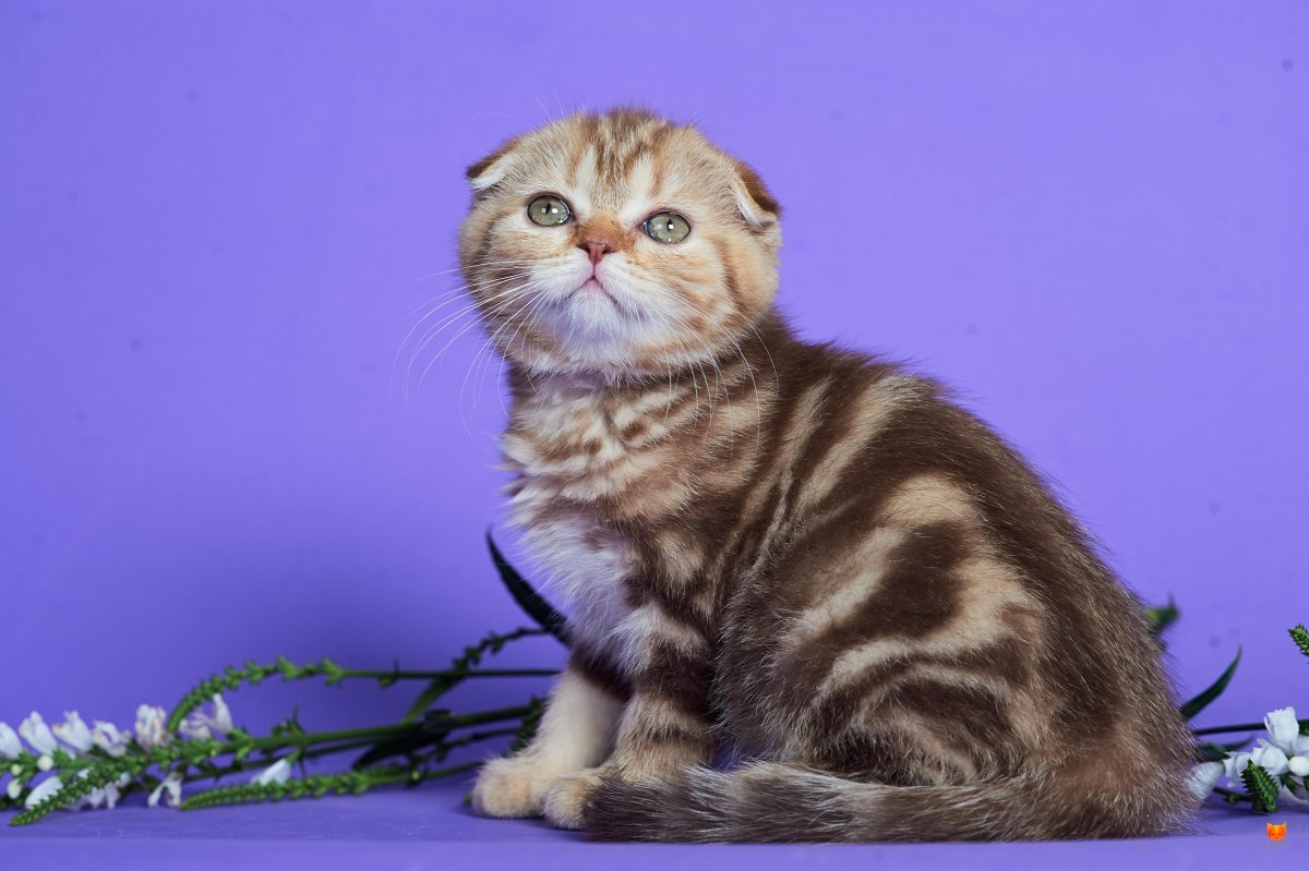 Шотландские вислоухие котята мраморные