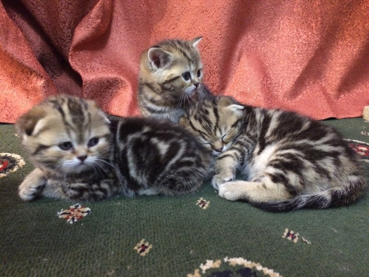 Скоттиш фолд серый полосатый