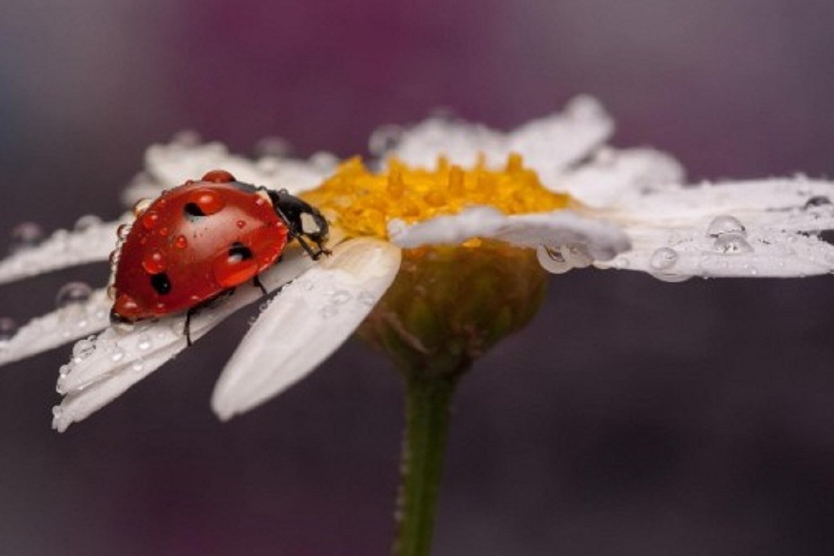 Ромашка Макросъемка