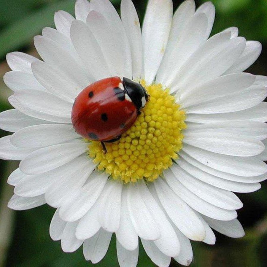 Божья коровка на ромашке