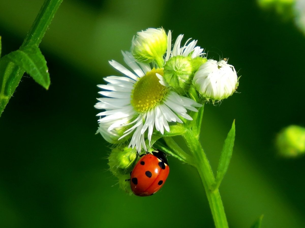 Божья коровка на ромашке фото