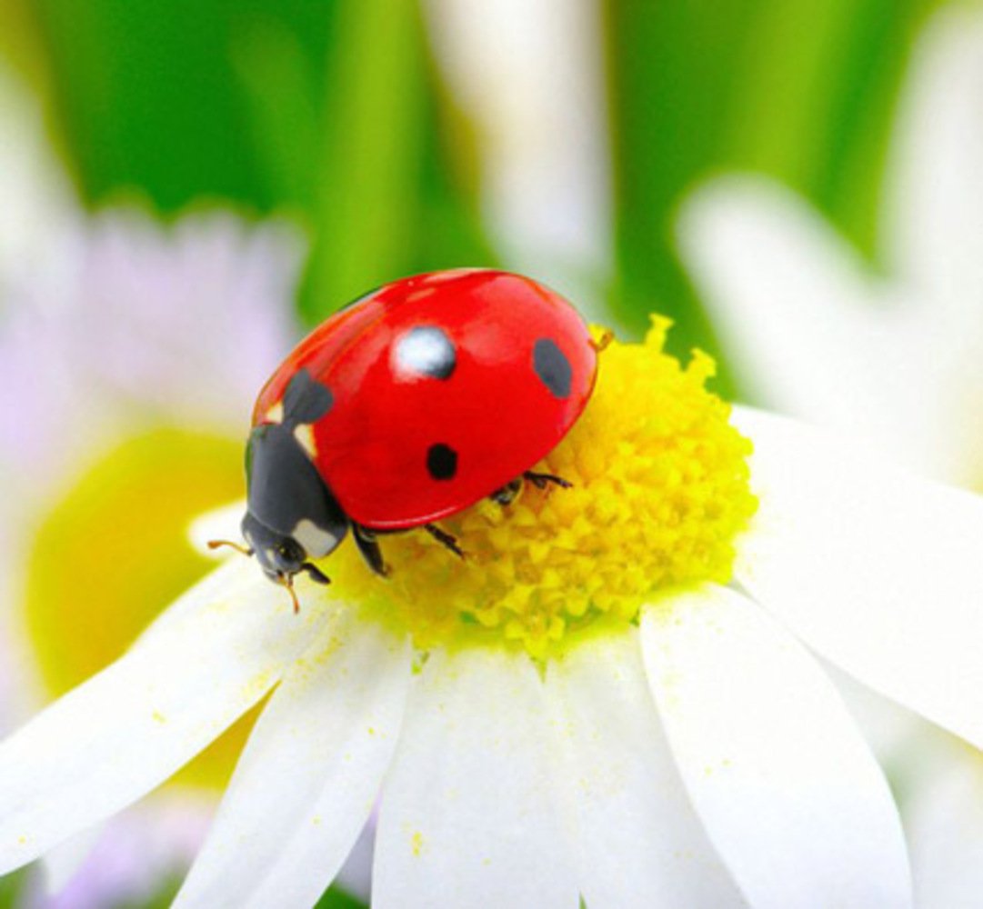 Божья коровка на ромашке