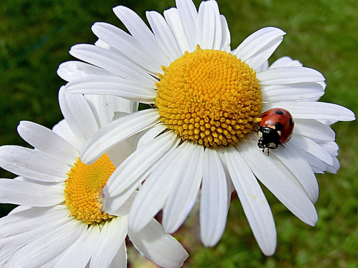 Божья коровка на ромашке