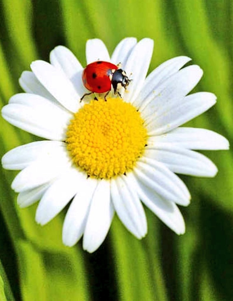 Божья коровка на ромашке