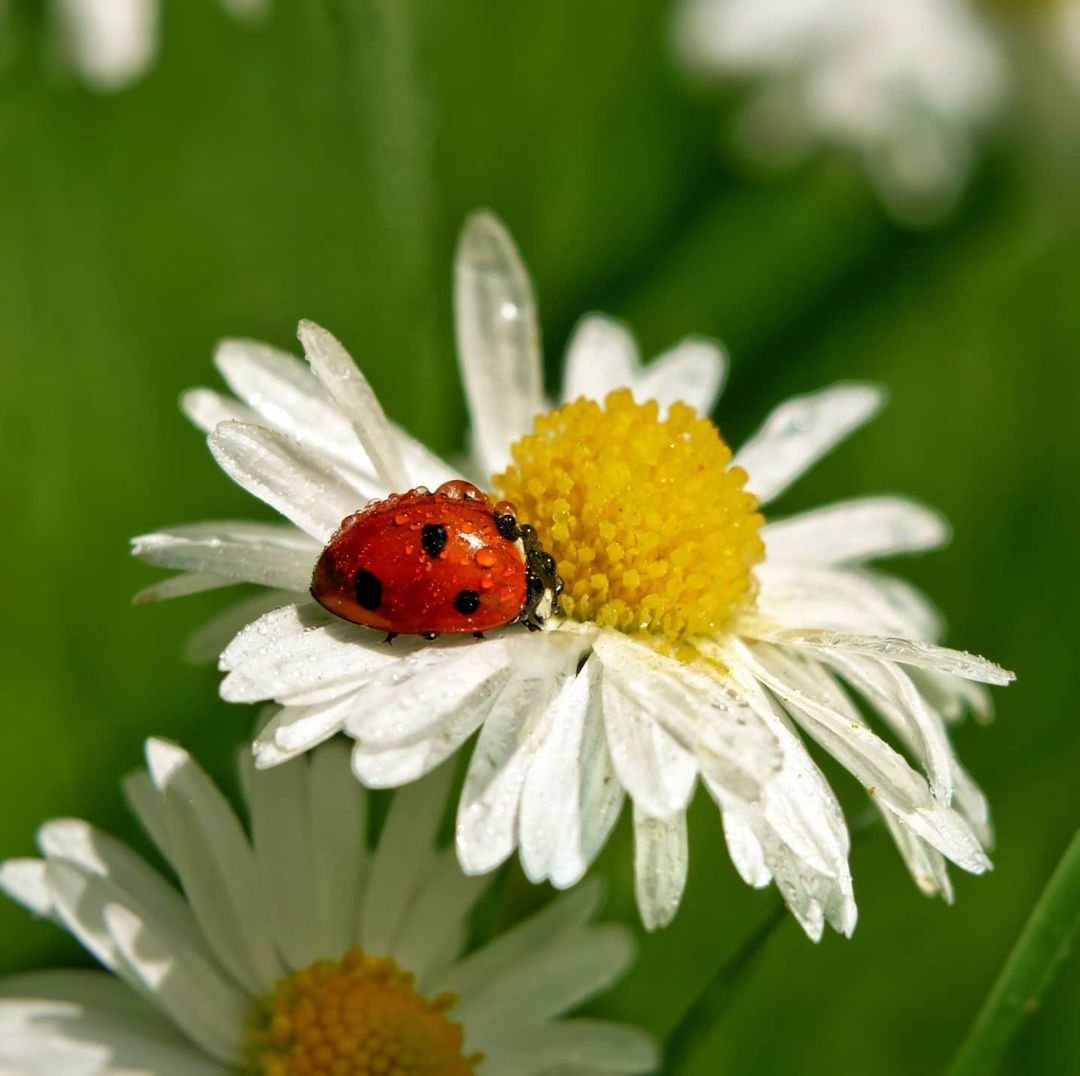 Ромашки с Божьей коровкой фото красивые