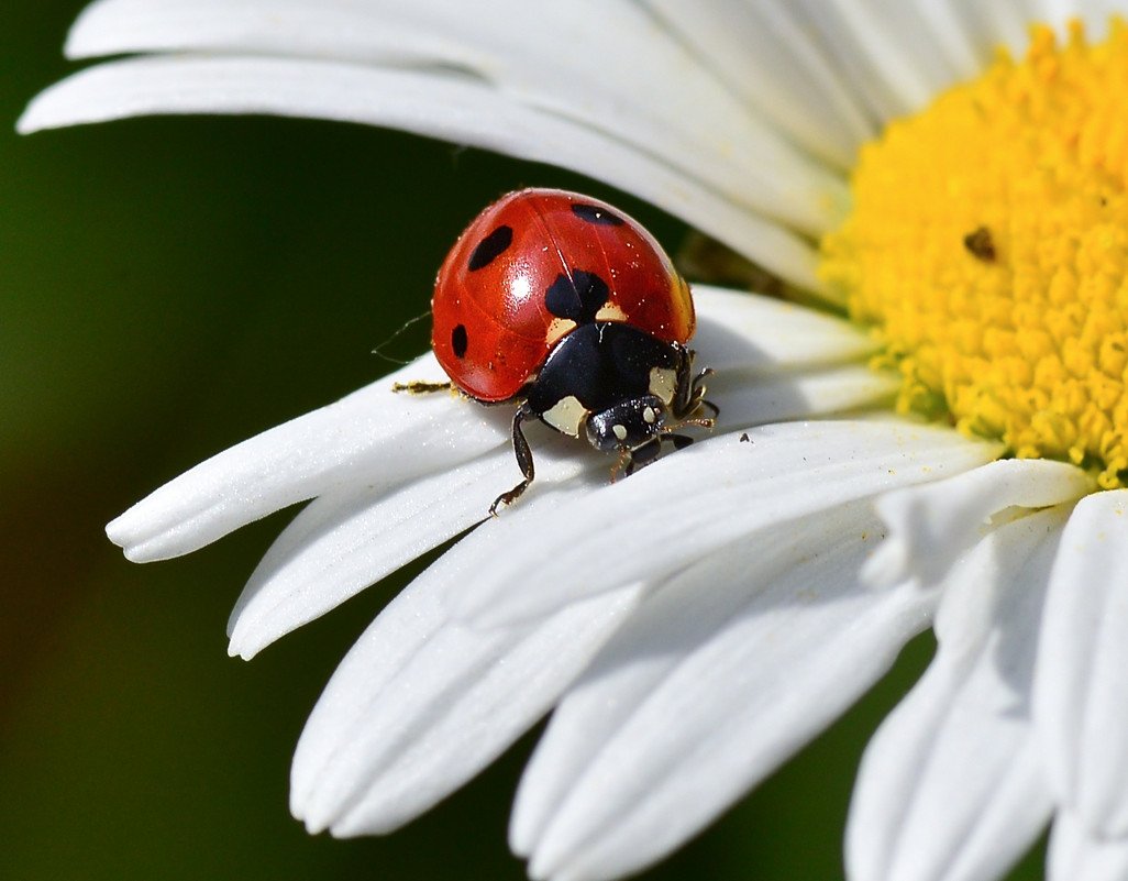 Божья коровка на ромашке