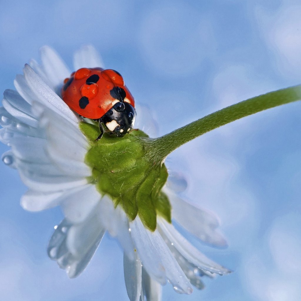 Красивые ромашки и Божьи коровки
