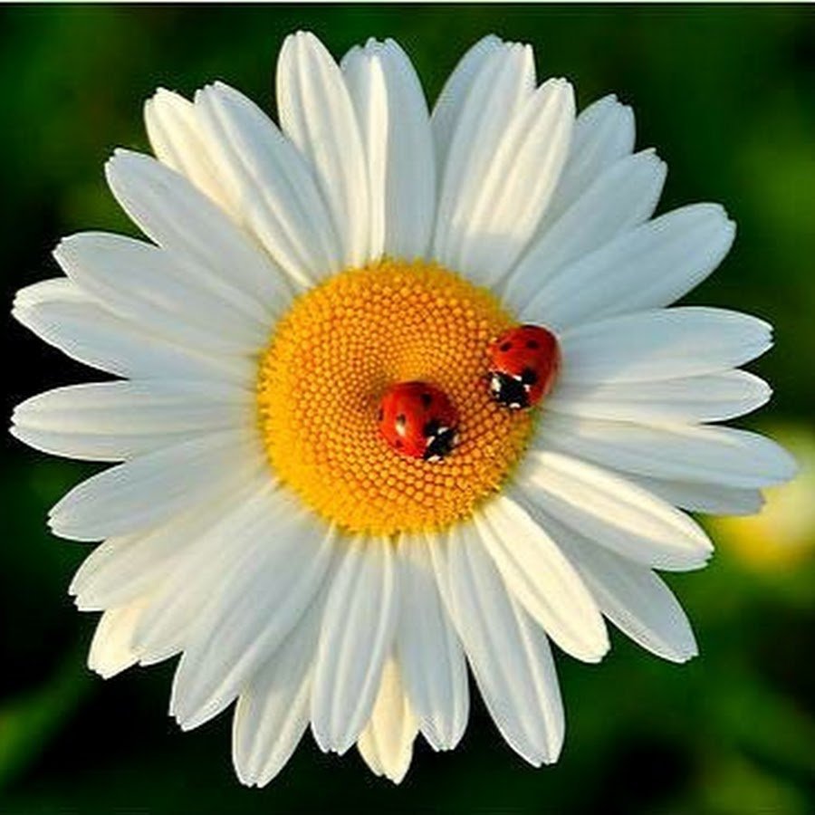 Божья коровка на ромашке