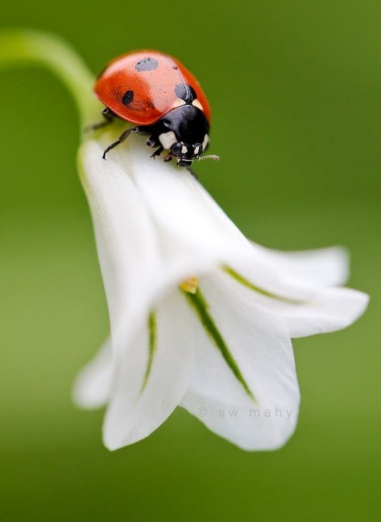 Божьи коровки на цветах