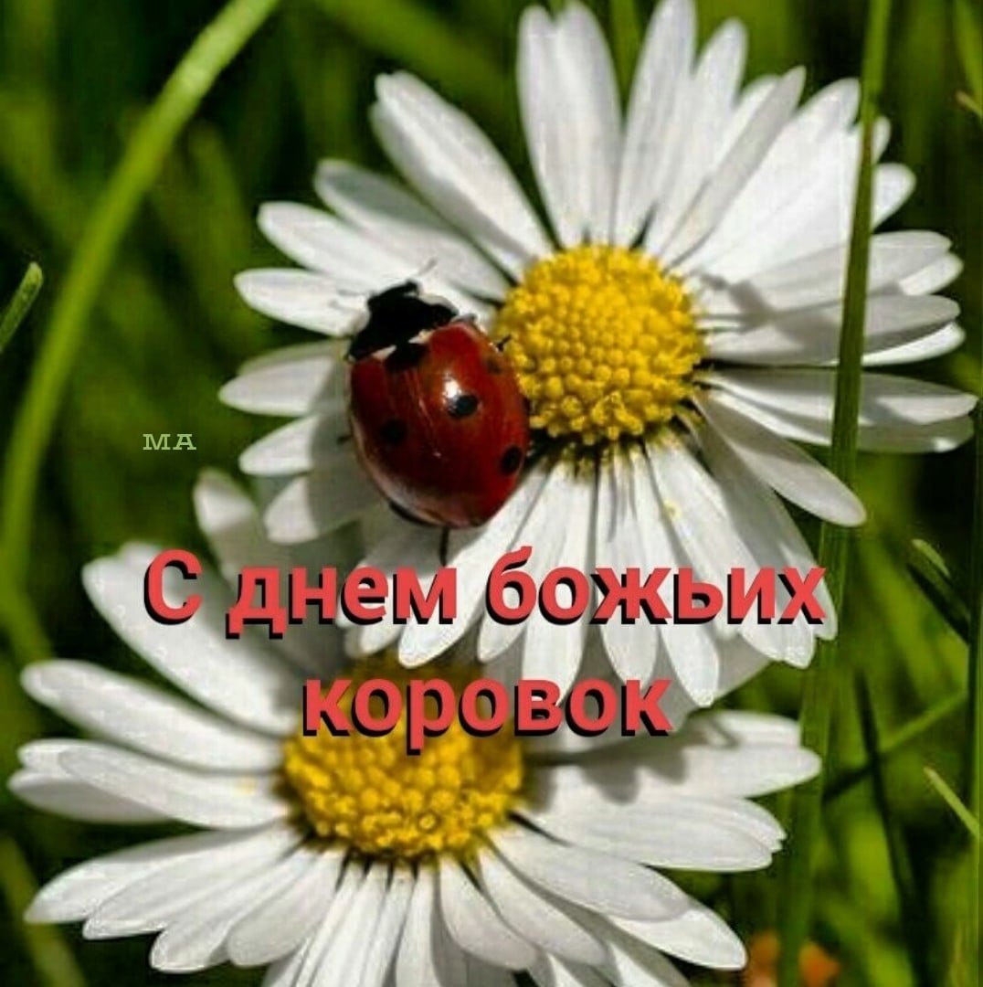 Божья коровка на ромашке