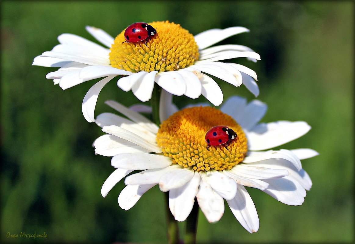 Ромашка с божейикоровкой