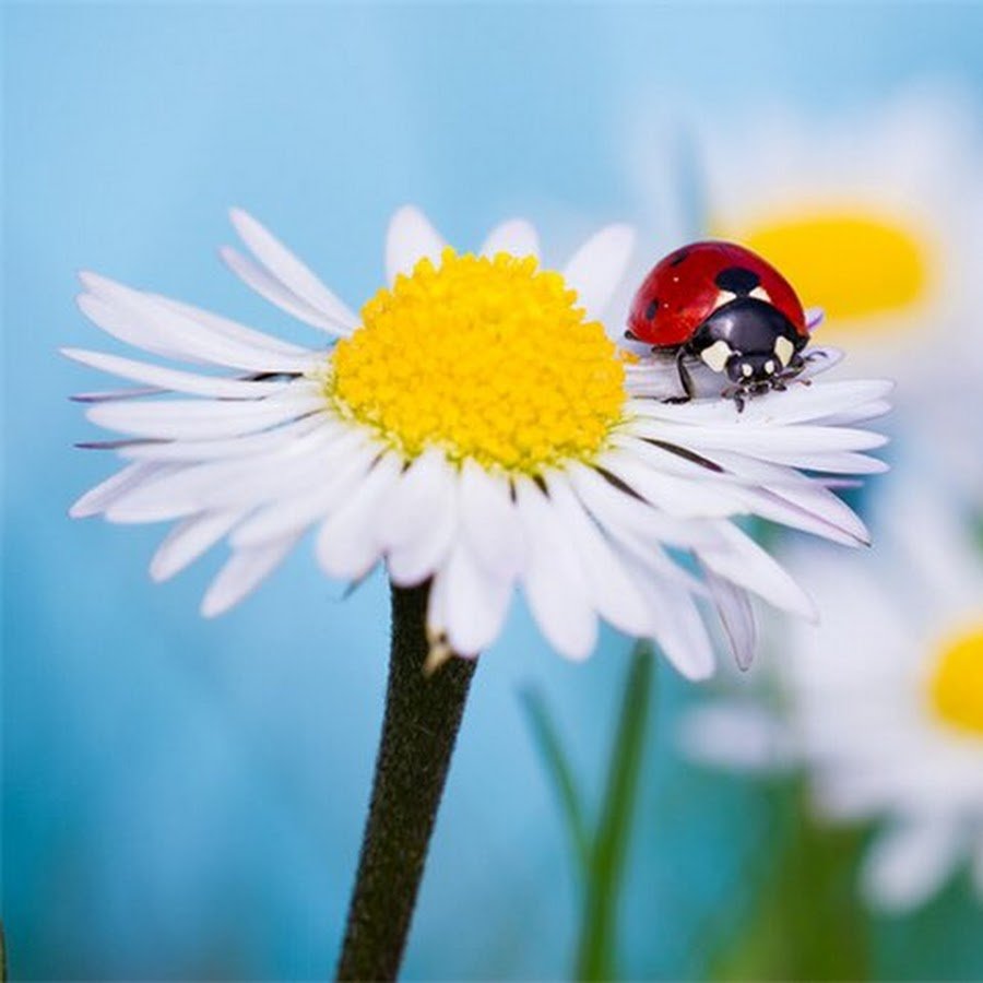 Доброе утро ромашки Божья коровка