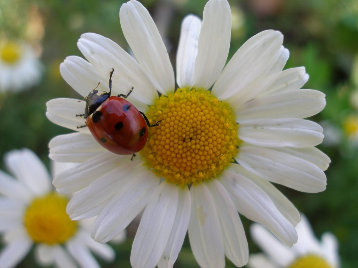 Божья коровка на ромашке