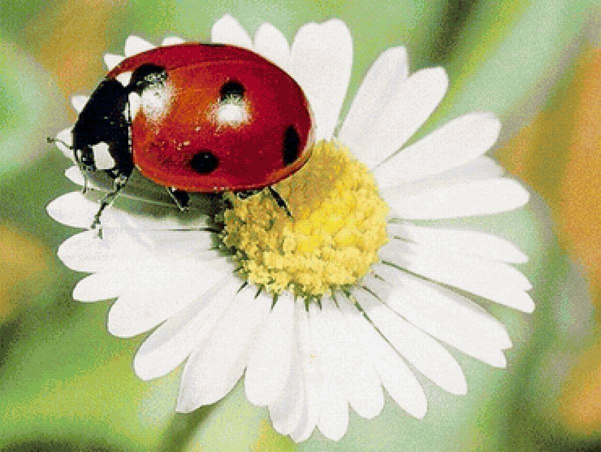 Красивые ромашки и Божьи коровки