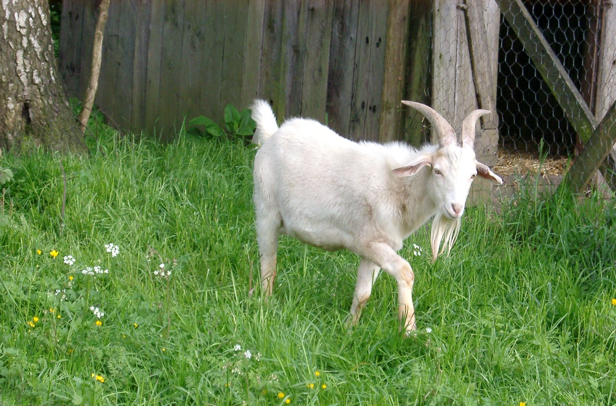 Козы goats