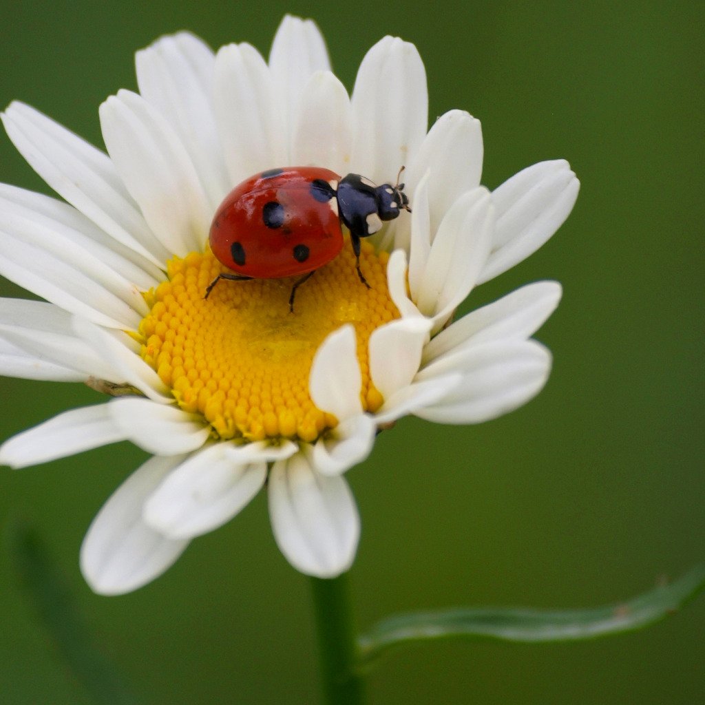 Картинка Жук на ромашке