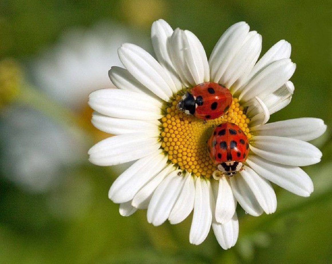 Ромашки и Божьи коровки хорошее качество
