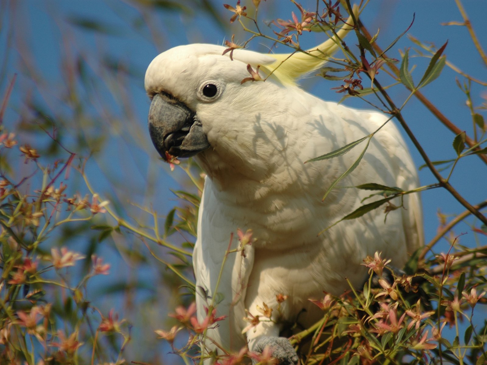 Какаду ответы. Попугай Какаду. Малый желтохохлый Какаду. Белый Какаду Австралия.