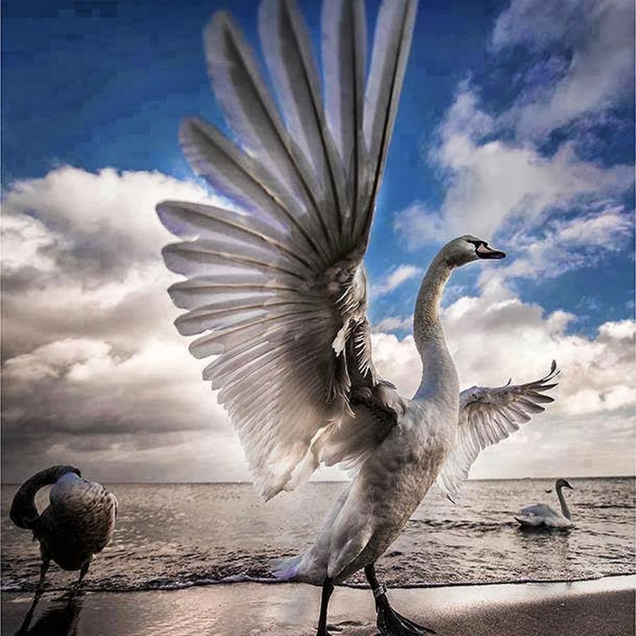 Лебедь с расправленными крыльями