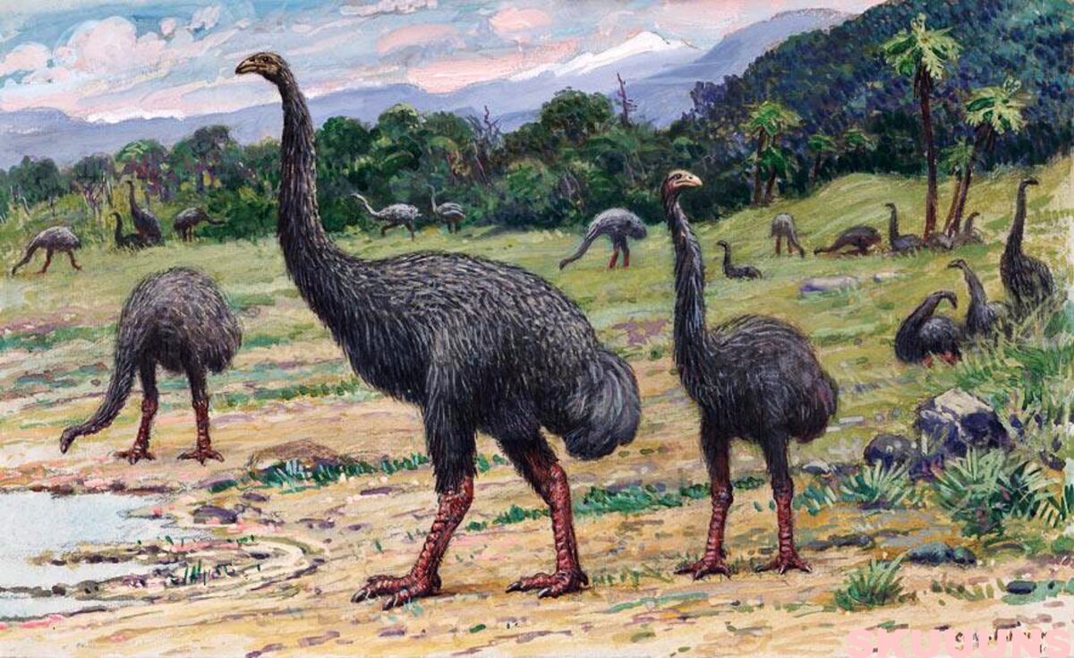 Птица МОА новая Зеландия