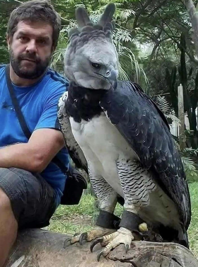 Крылатый демон Южноамериканская Гарпия