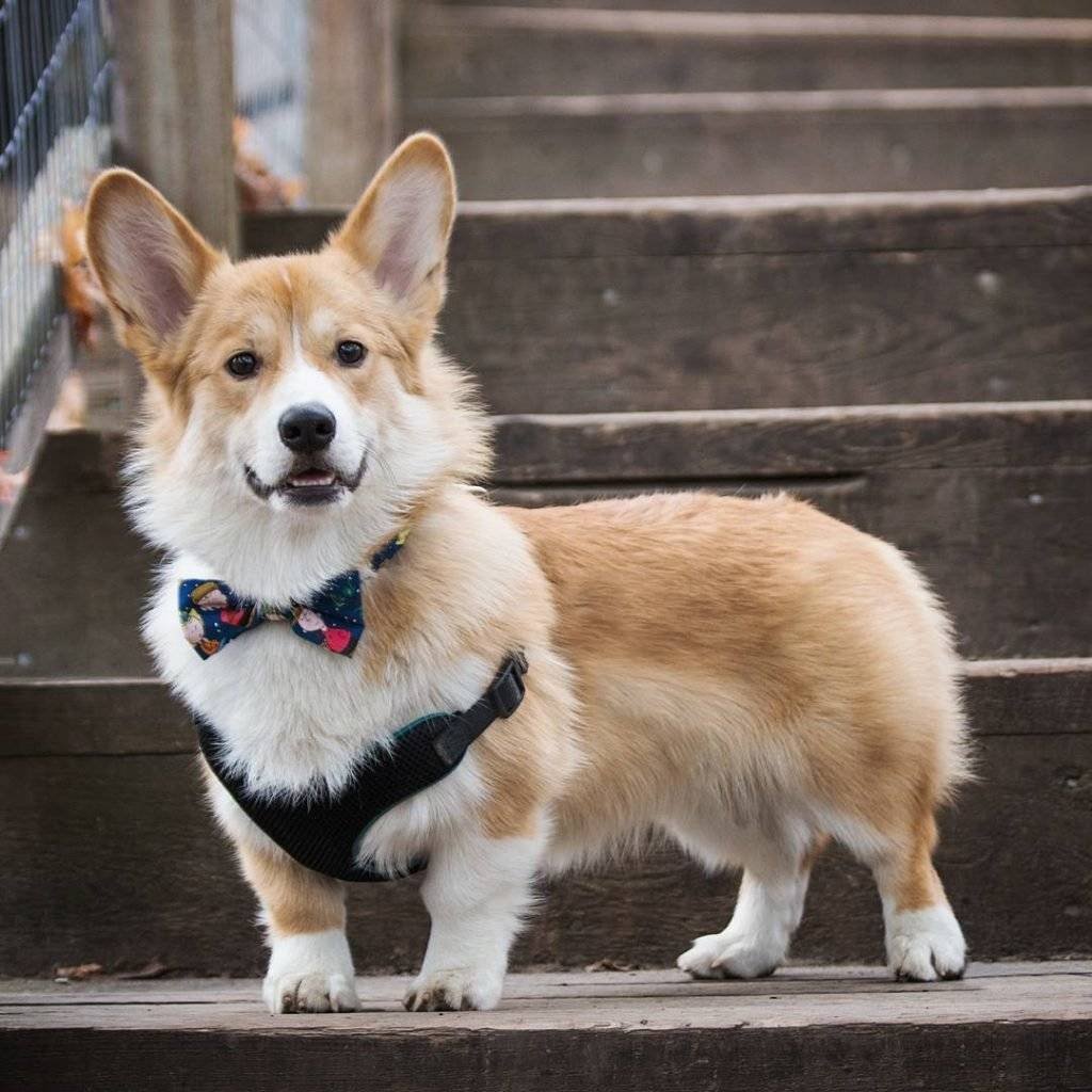 Порода собак вельш корги