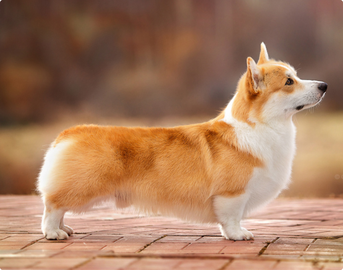 Порода вельш корги пемброк