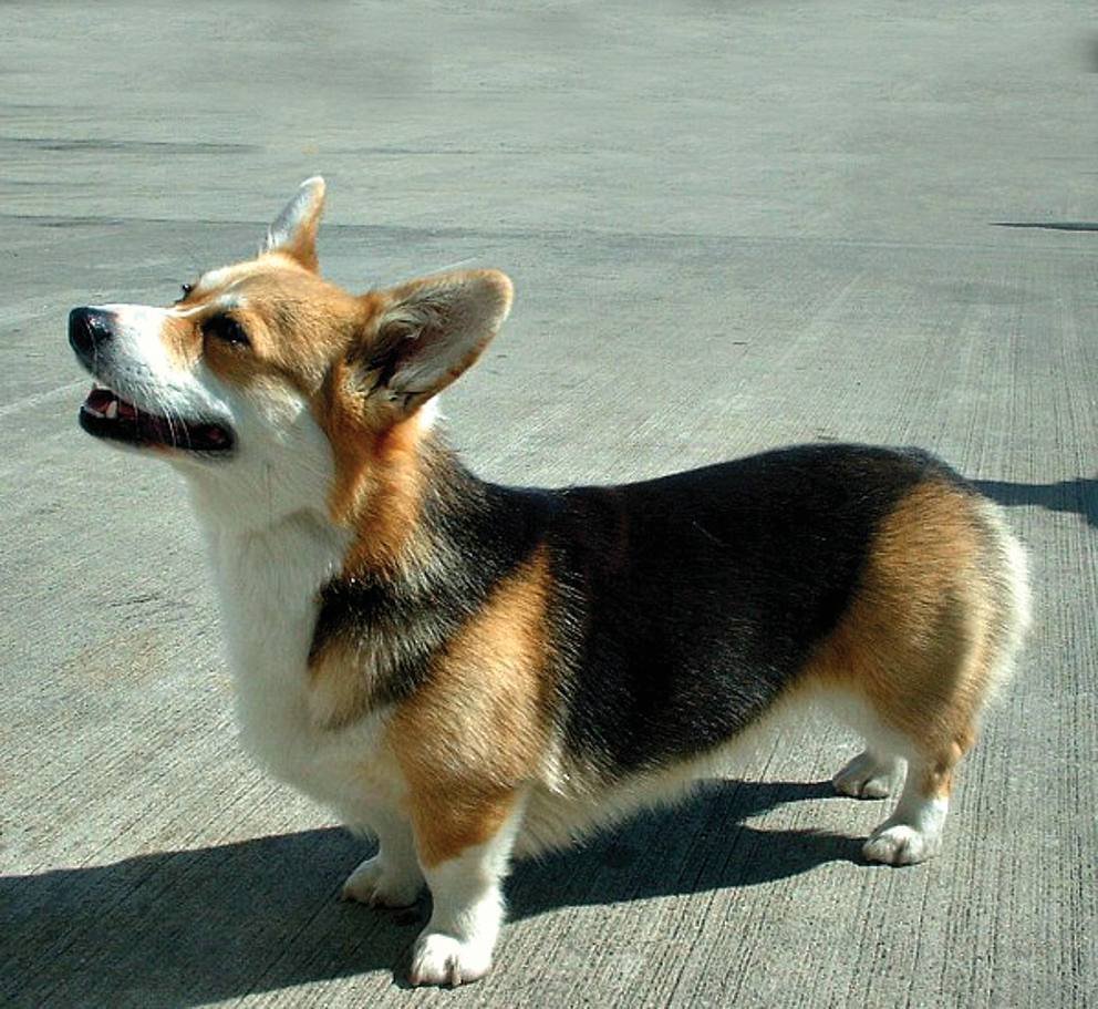 Коротконогие овчарки порода