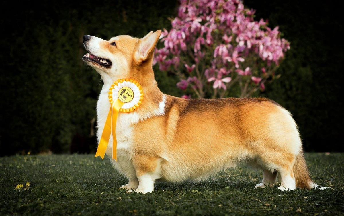 Королевский вельш корги пемброк