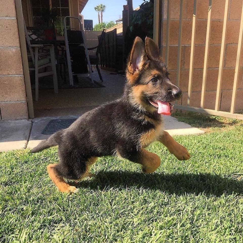 Карликовая немецкая овчарка щенок