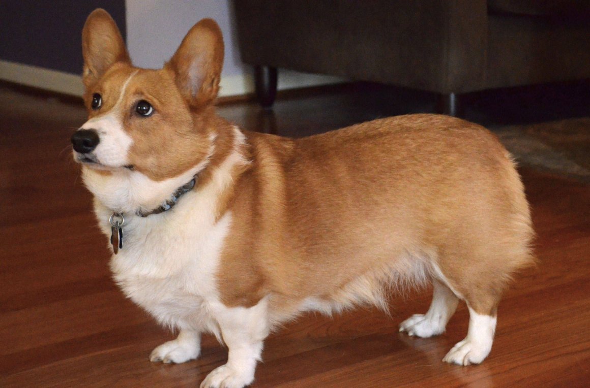 Корги пемброк толстый