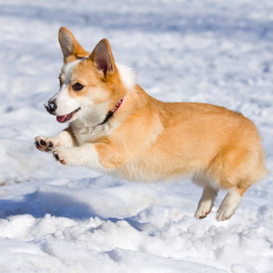 Корги собака пемброк