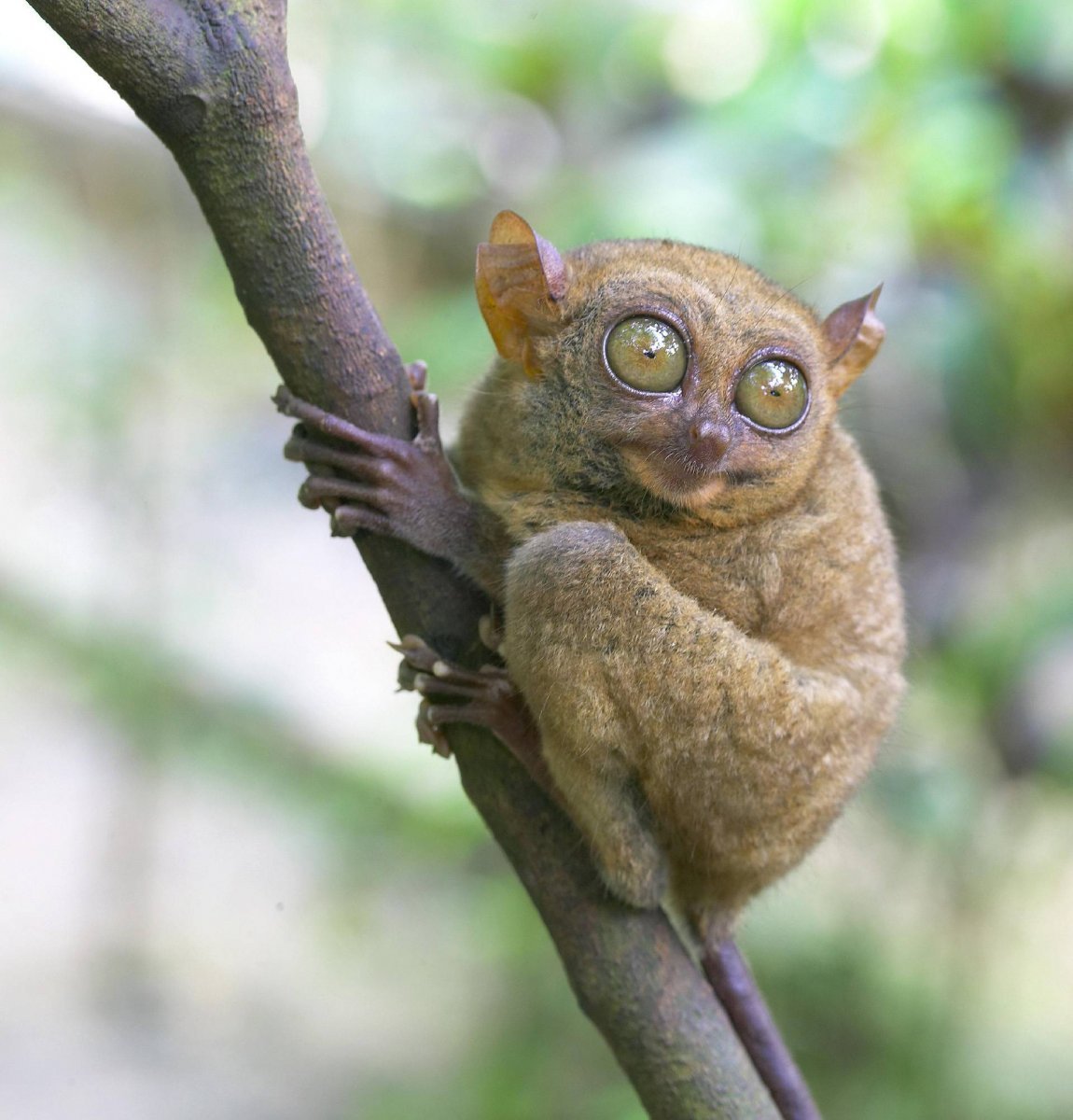 Летучий лемур Сунда