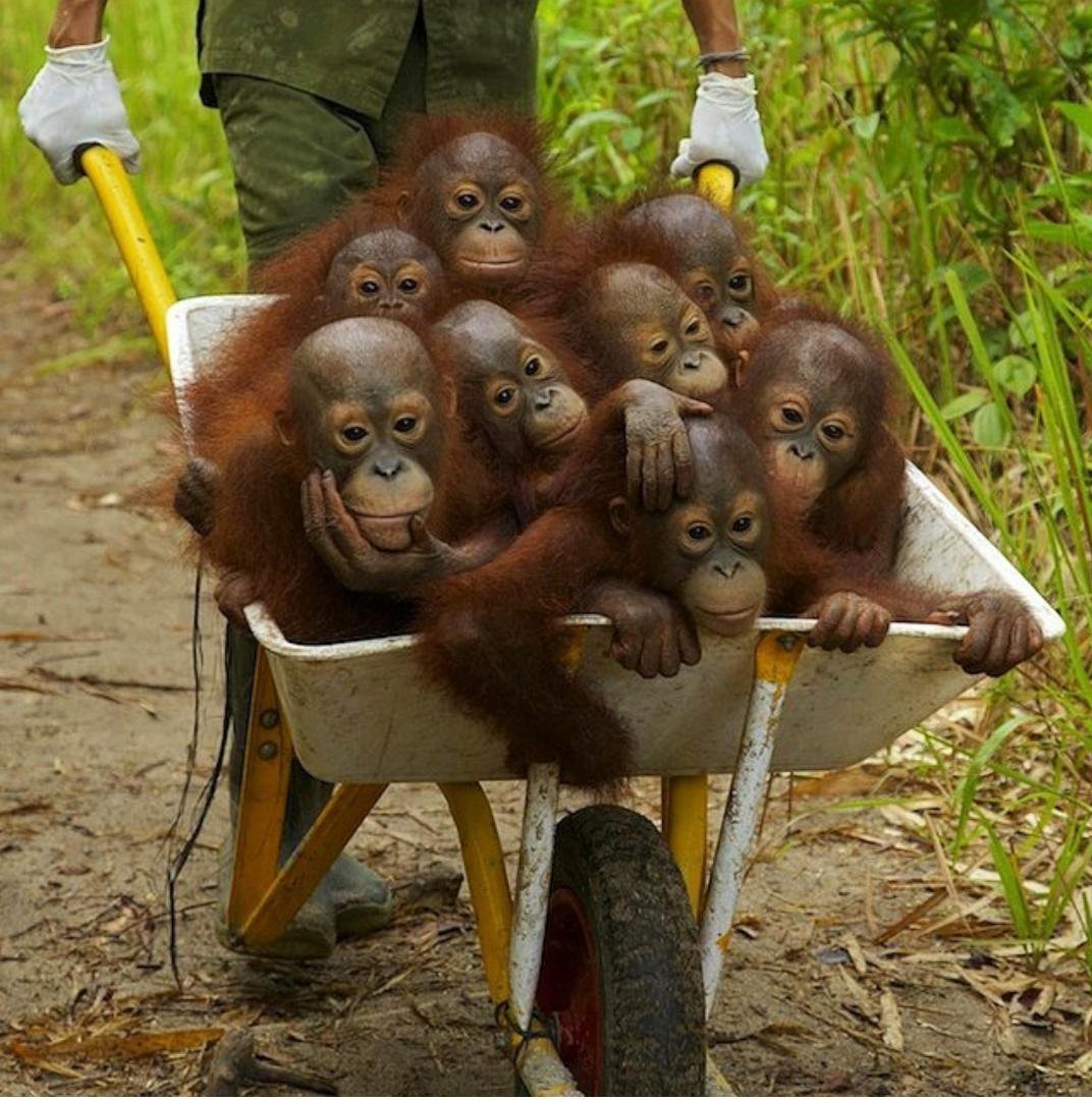 Орангутан усыновил тигренка