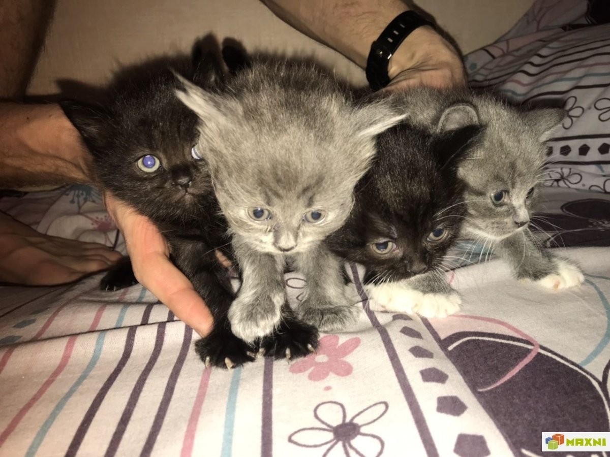 Британские котята метисы