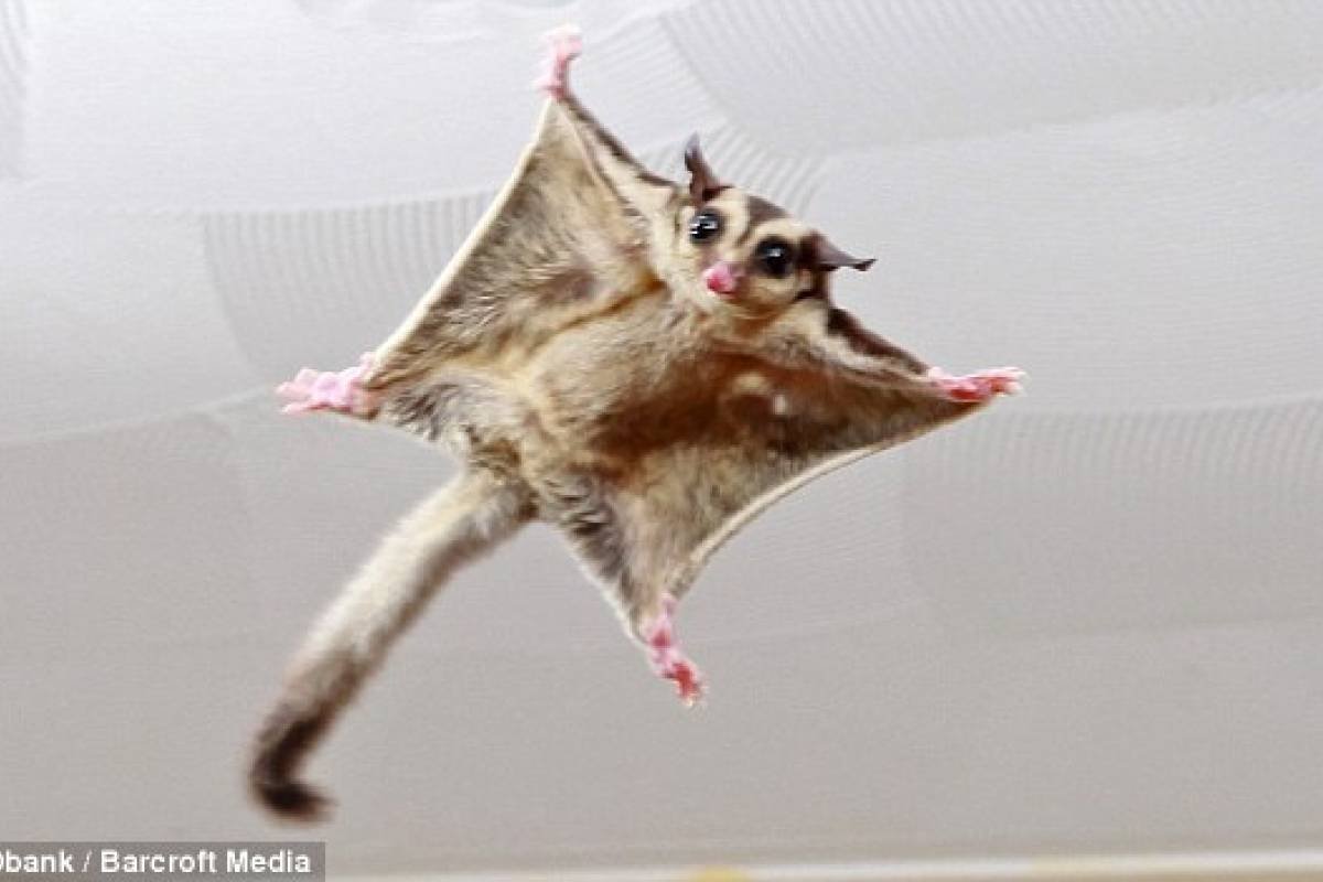 Королевский колобус