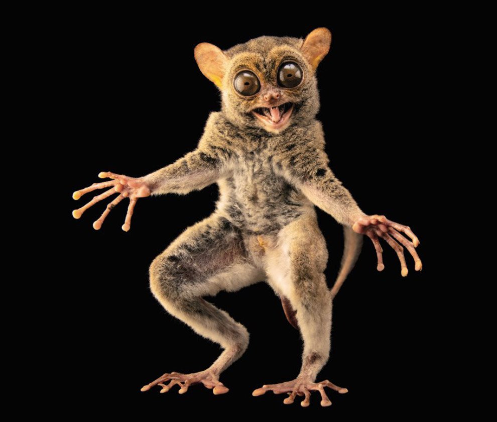 Долгопят привидение