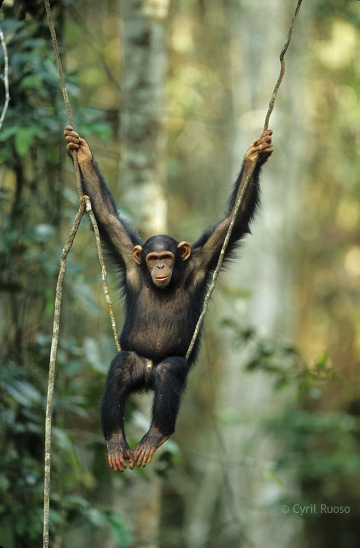 Обезьяна на Лиане