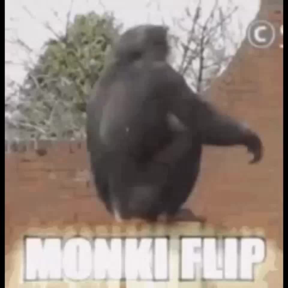 Monkey Flip meme