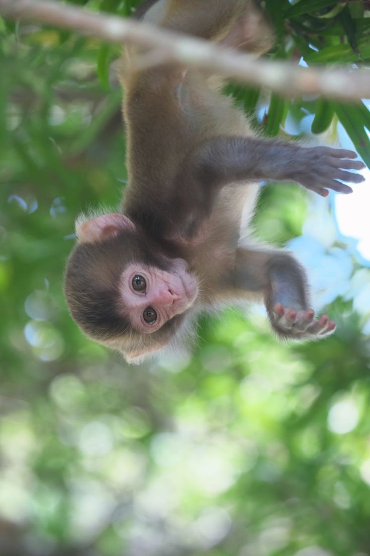 Летающая обезьянка