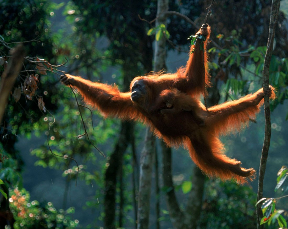 Орангутан в джунглях